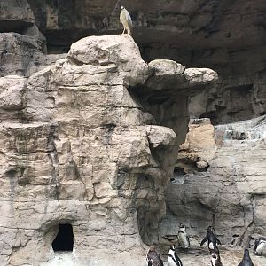 Wild Heron, Captive Penguins