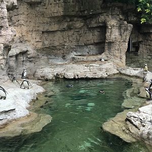 Humboldt Penguins