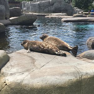 Harbor Seals