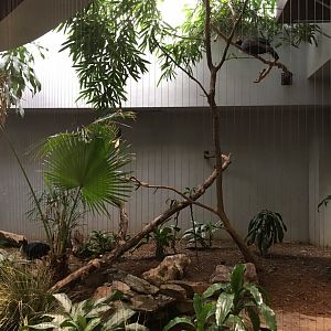 Horned Guan Exhibit
