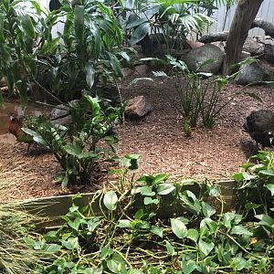 Congo Peafowl Exhibit
