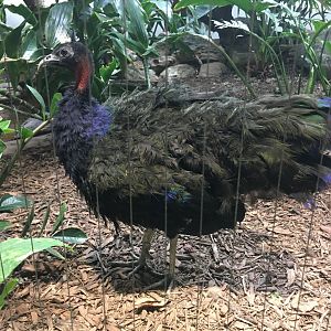 Congo Peafowl Male