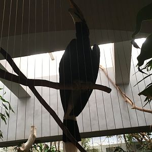 Rhinoceros Hornbill