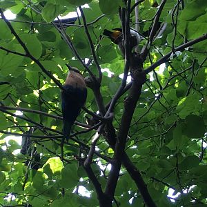 Blue-Bellied Roller/White-headed Buffalo Weaver
