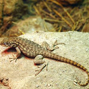 Northern Curly-tailed Lizard (Leiocephalus carinatus)