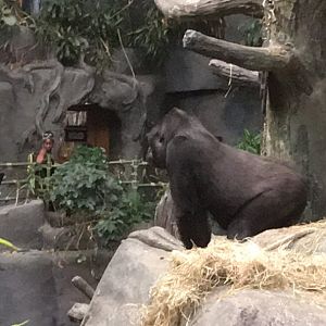 Gorilla - Tropic World