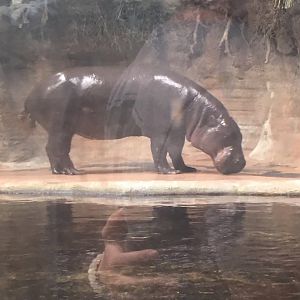 Pygmy hippo