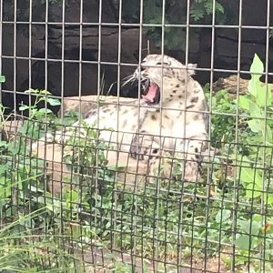 Snow leopard yawn