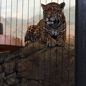Jaguar in all indoor mock rock abomination