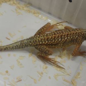 Chalarodon madagascariensis