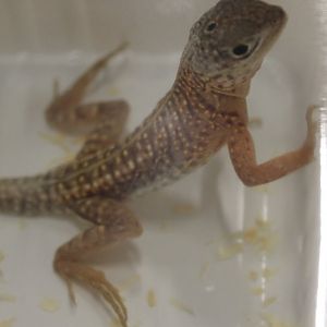 Chalarodon madagascariensis