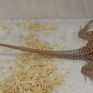 Chalarodon madagascariensis