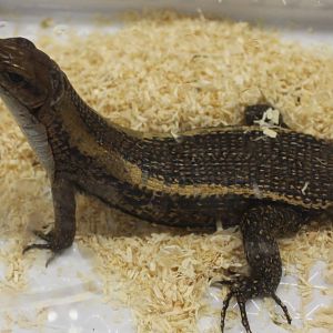 Zonosaurus laticaudatus