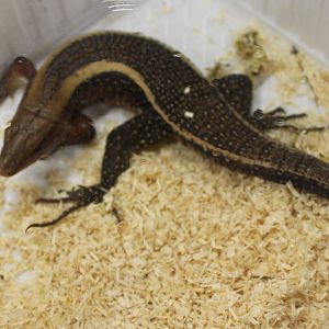 Zonosaurus laticaudatus