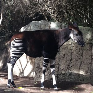 Okapi