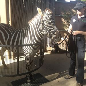 Zari the Zebra