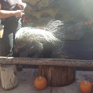 African Crested Porcupine