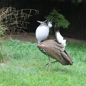 Kori bustard