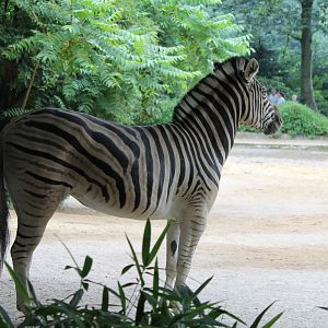 Plain Zebras