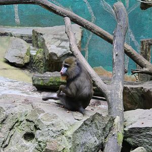 Mandrill