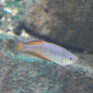 Rainbowfish