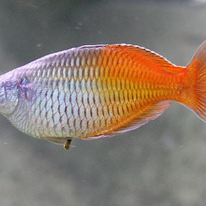 Melanotaenia boesemani