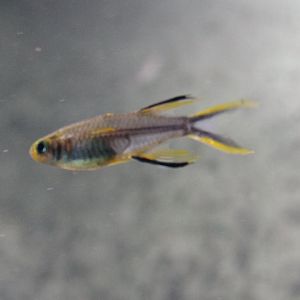 Celebes rainbowfish