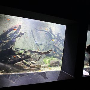 Australian Freshwater Aquarium