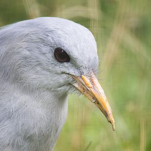Kagu