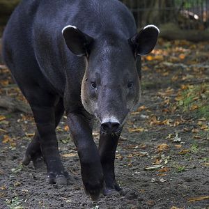 Baird's tapir