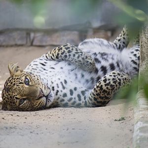 Javan leopard