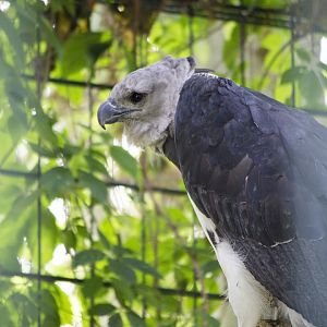 Harpy eagle