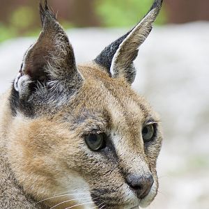 Turkmenian caracal