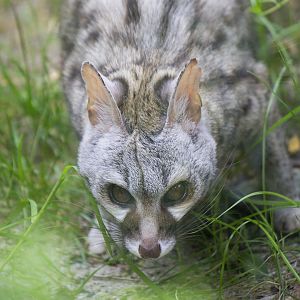 Feline genet