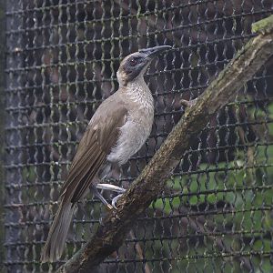 Helmeted friarbird