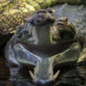 Gharial