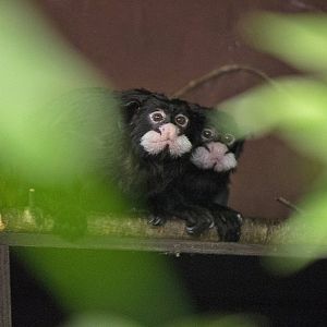Spix's moustached tamarin