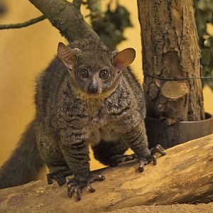 Garnett's bushbaby