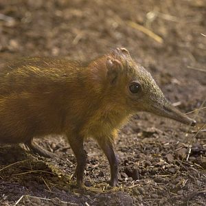 Checkered elephant shrew