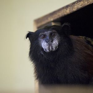 Red-mantle saddle-back tamarin