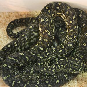 Morelia spilota