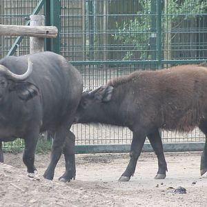 African buffalos