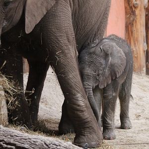 African elephant with young