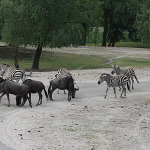 Gnus and Zebras