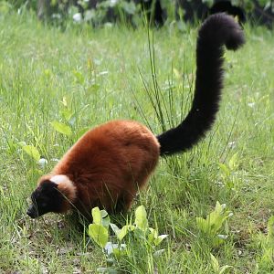 Red ruffed lemur
