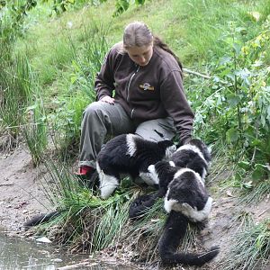 Feeding-time Belted ruffed lemurs