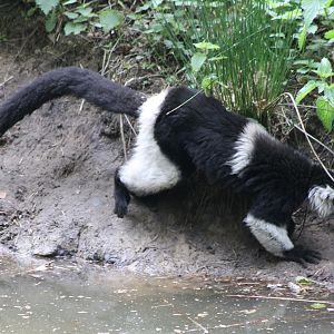 Belted ruffed lemur