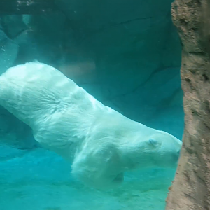 Lords of the Arctic - Video of (new) Anana