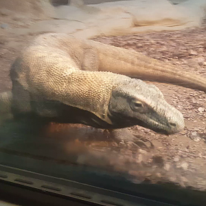 Dec. 2016 - Dragons! - Following Hudo (Video)