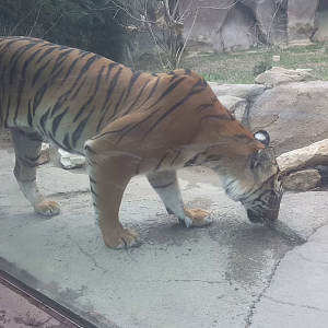 Dec. 2016 - Cat Canyon - Video of Cinta (New female)